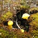 Yellow fungi.